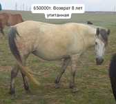 Продаются лошади