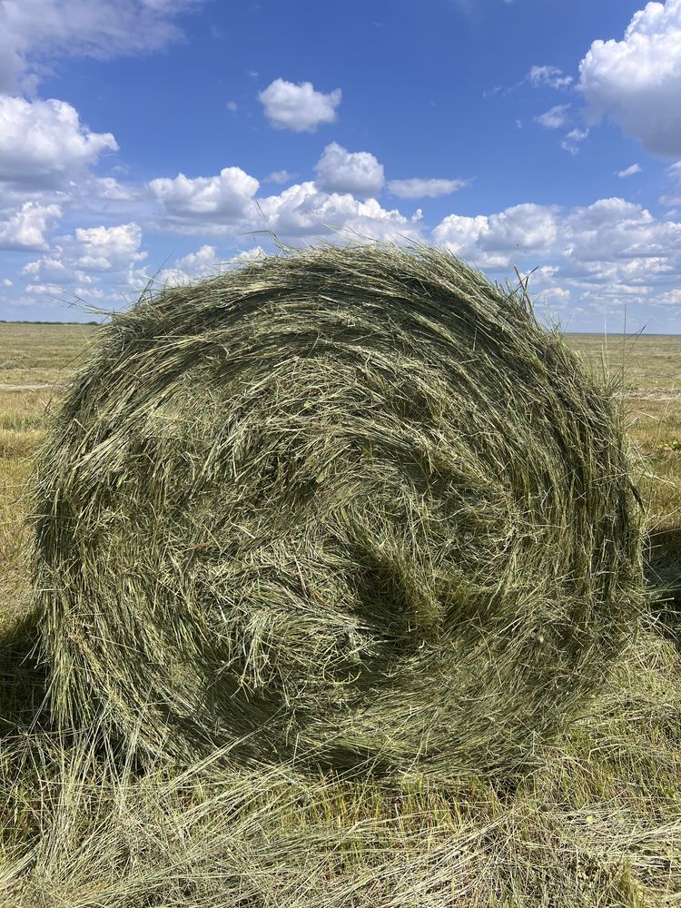 Сено, шөп, тюк, рулон сатамын