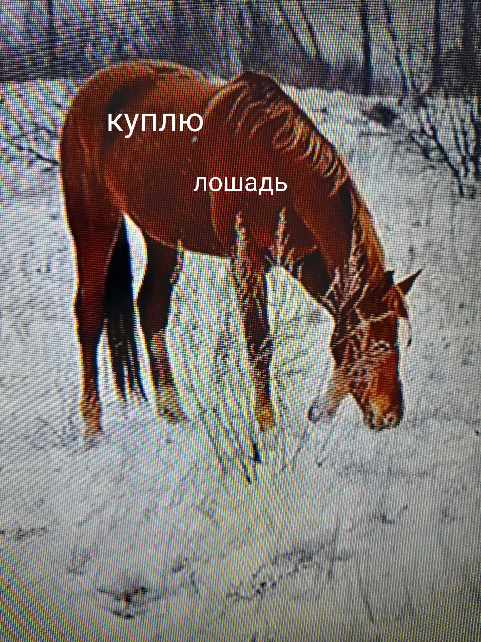 Продам прицеп коневозка или  обмен на лошадей