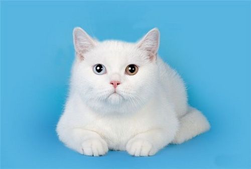 Вязка редкого кота