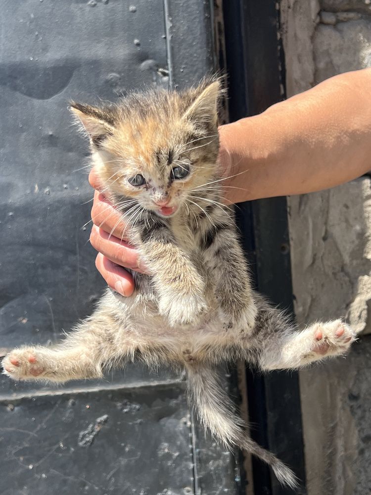 Отдам котят бесплатно