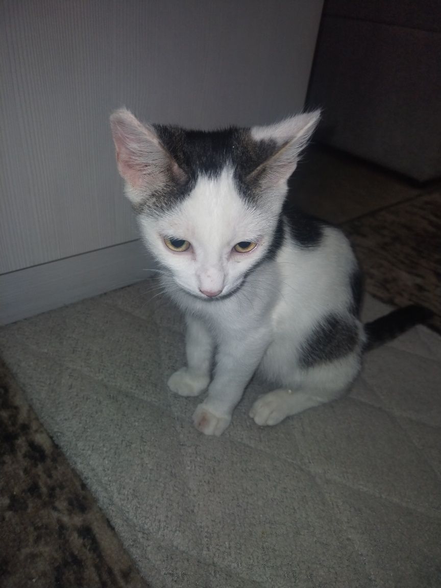 Котята бесплатно