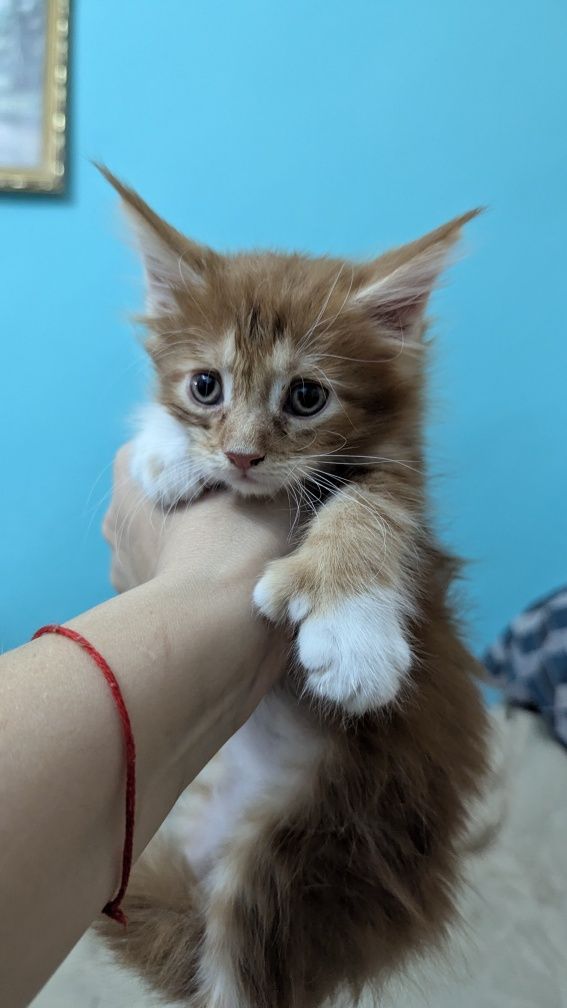 Продаются котята мейн куны