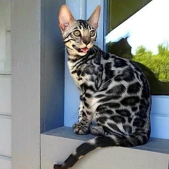 Серебряные! ОГРАНИЧЕНО! Silver bengals