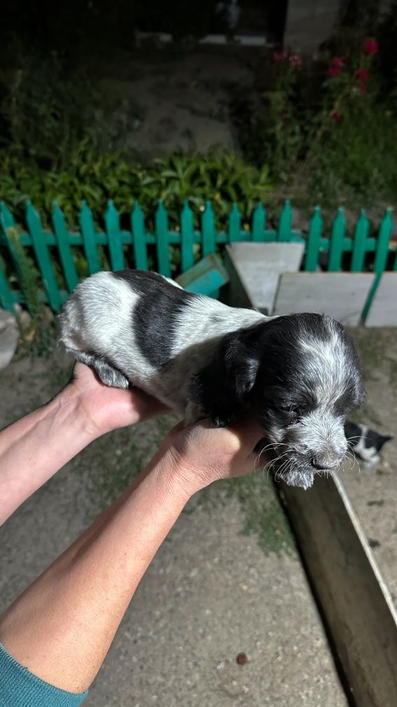 Щенки спаниэля чистокровные