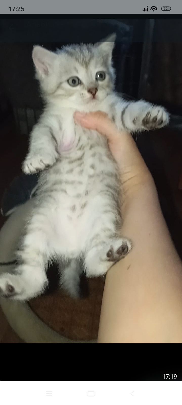 Скотиш фолд 1 месяце Приученны к лотку.