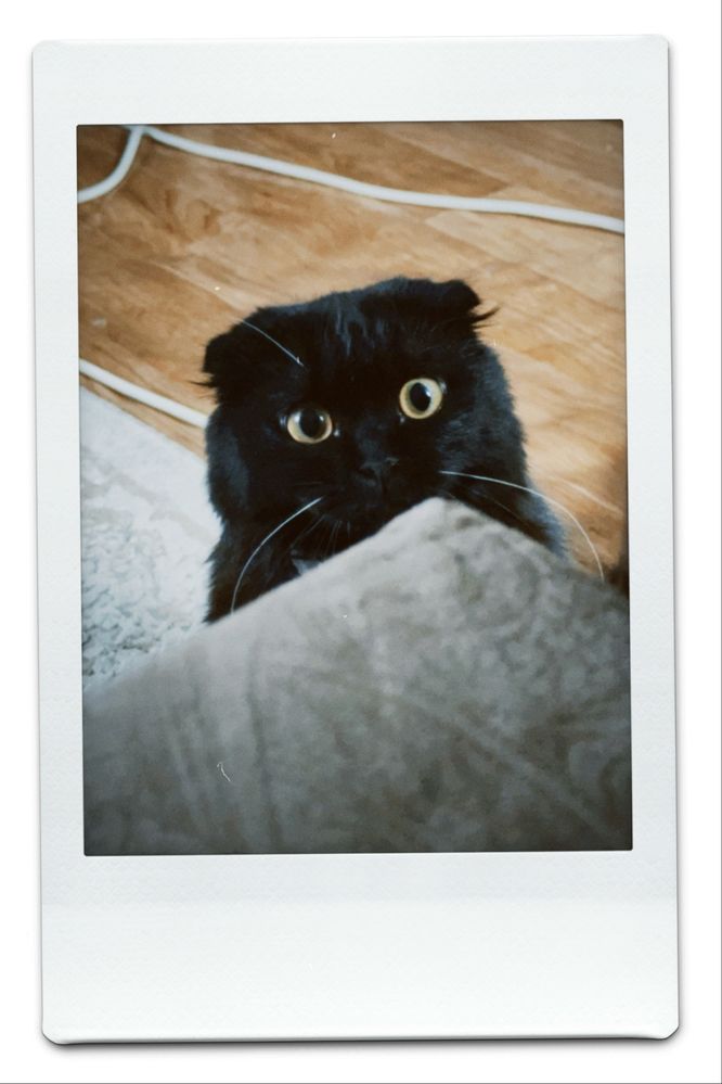 Кошка девочка ласковая