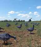 Чучело 19 штук.Kaz.Goose Stepok  гусь белолобый
