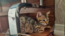Отдам в хорошие руки за кошачий корм