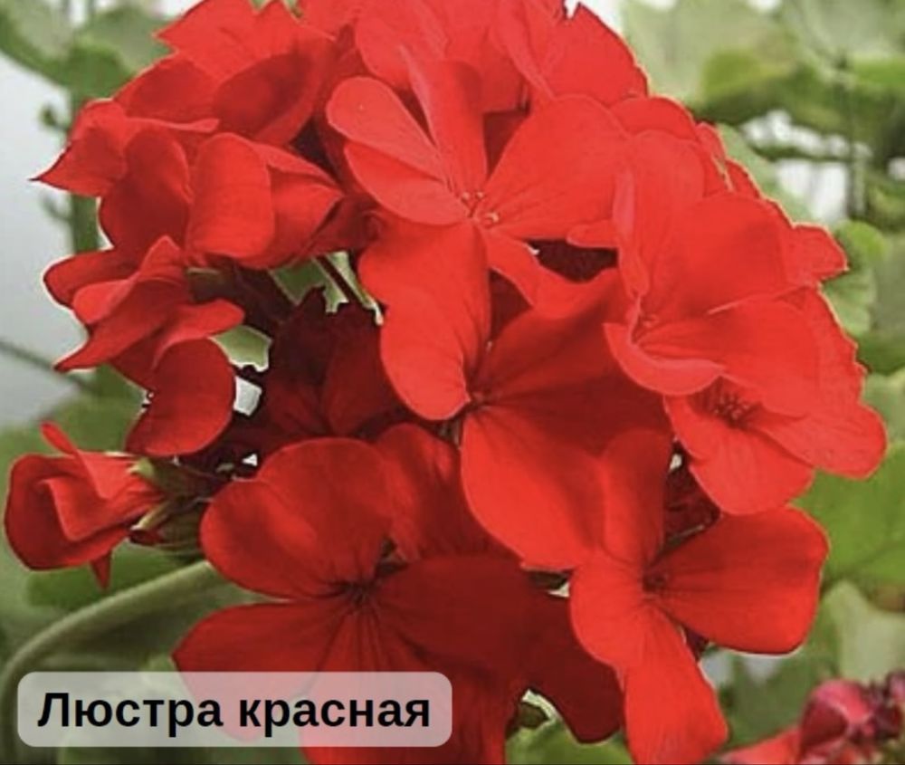 Пеларгония зональная