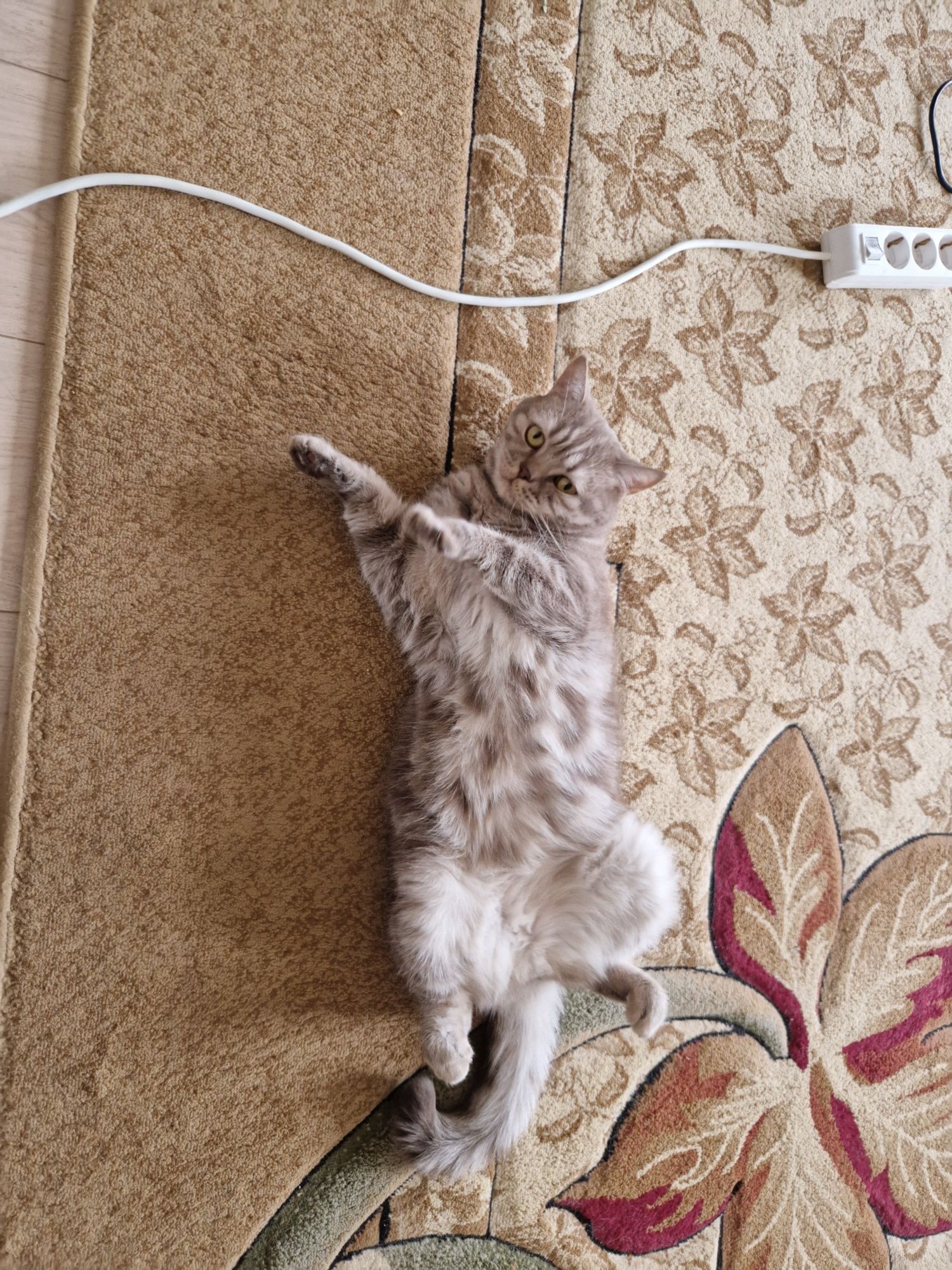 Кот британский 2 с половиной года
