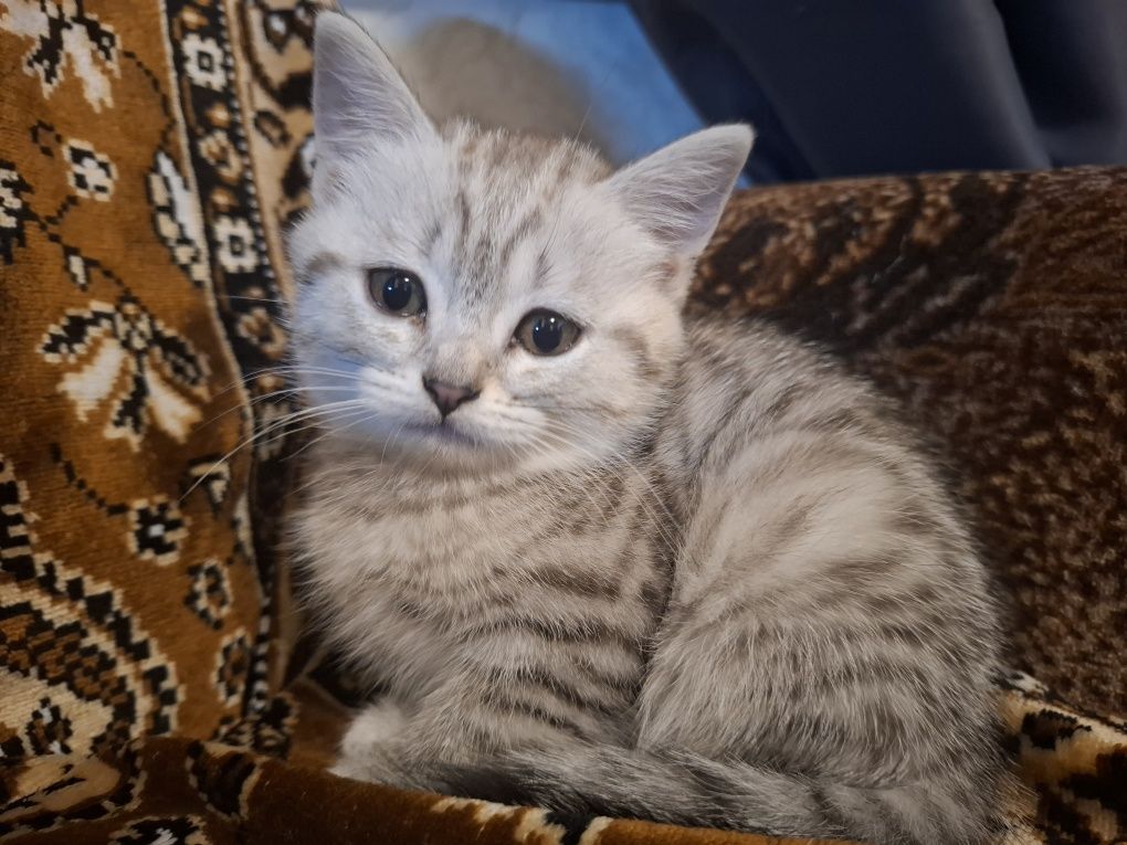 Продам породистого котенка. Девочка