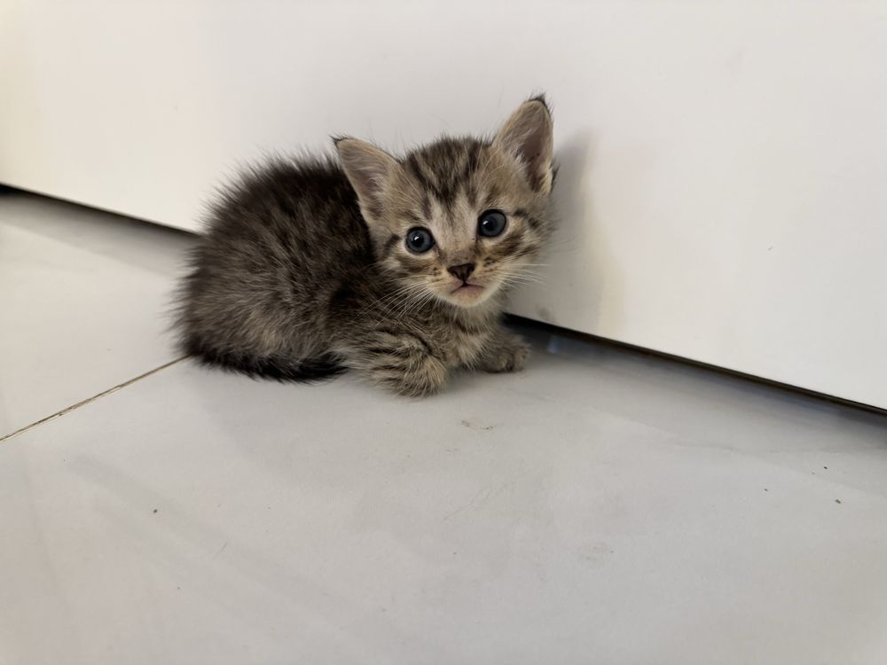 породистые котята