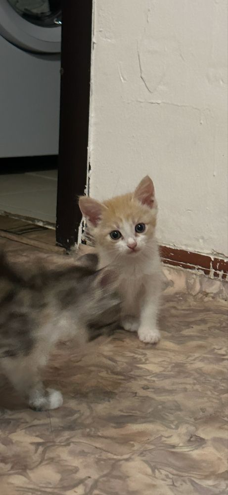 Котята в хорошие руки бесплатно