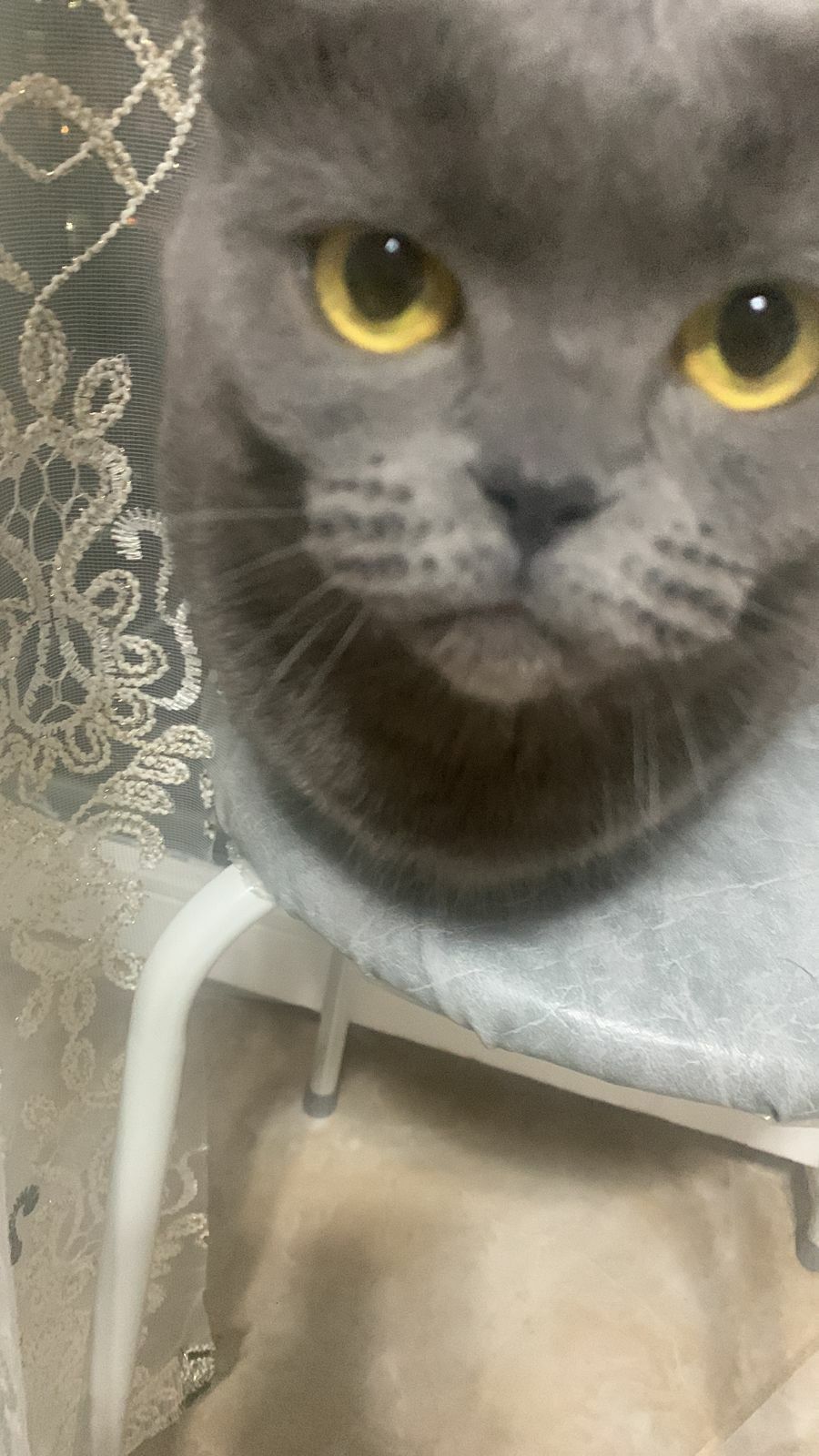 Кошка британская порода