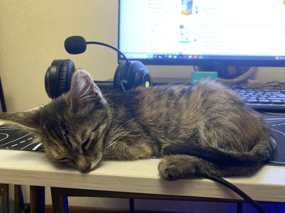 Котенок мальчик