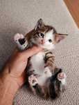 Отдам котят в добрые руки.