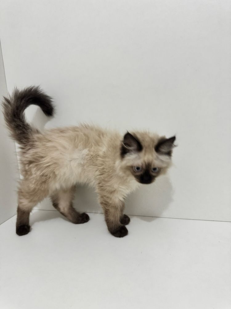 Котенок девочка ищет дом