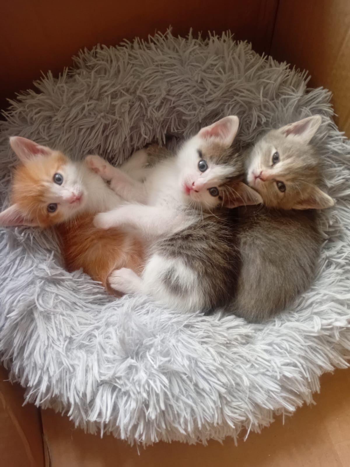 Отдам Котят в хорошие руки кушают сами уже в лоток ходят