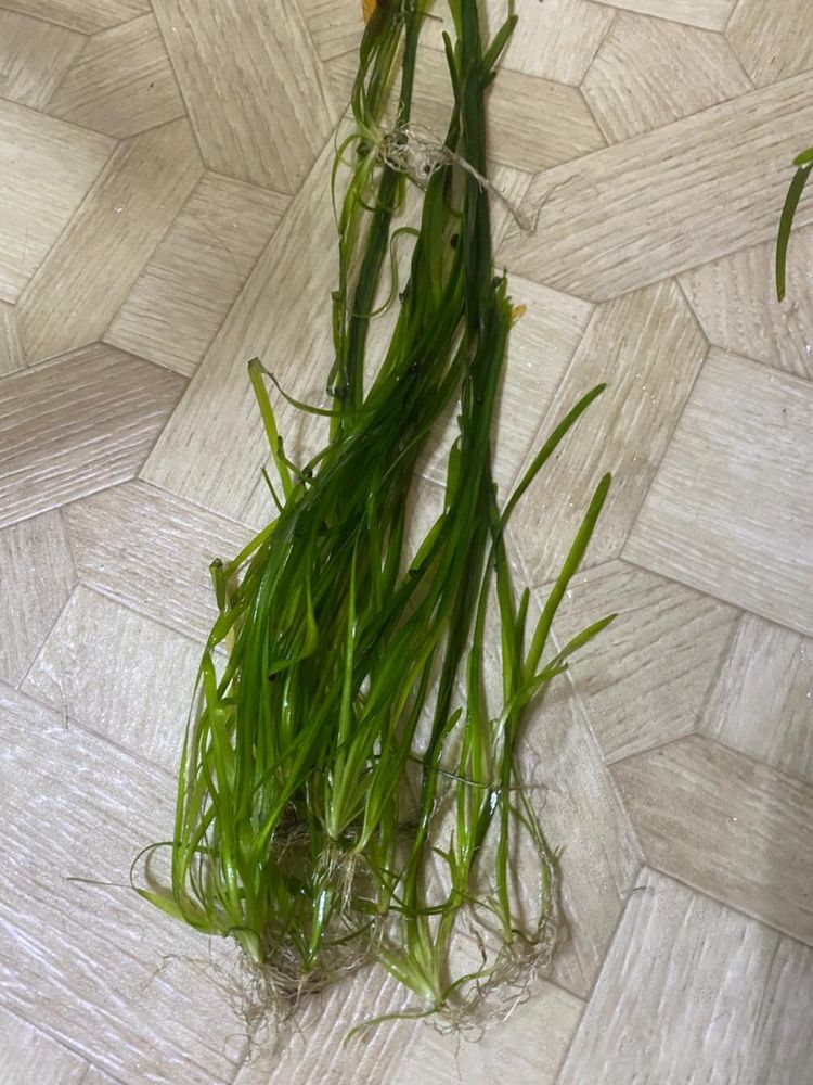 Продам водоросли для аквариума