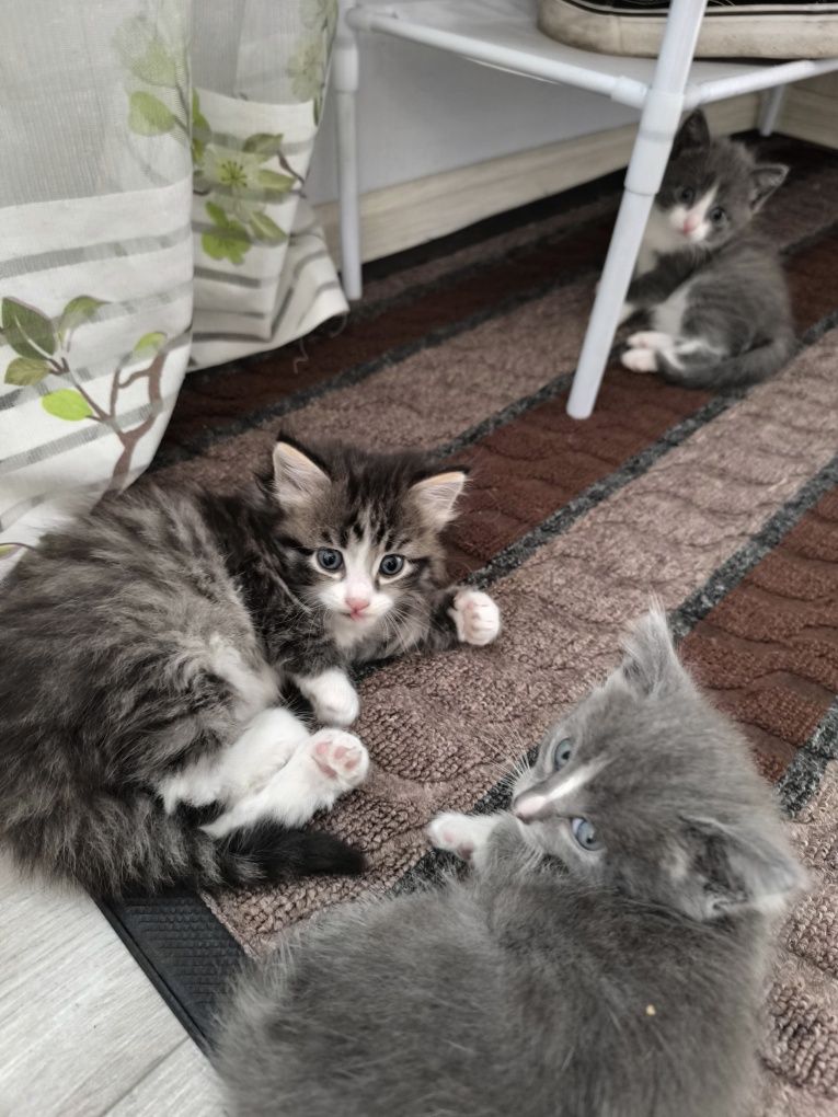 Отдам даром котят