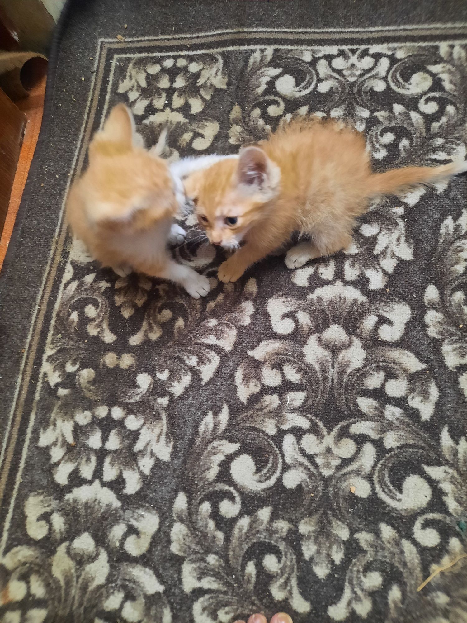 Котята, коты, домашние животные