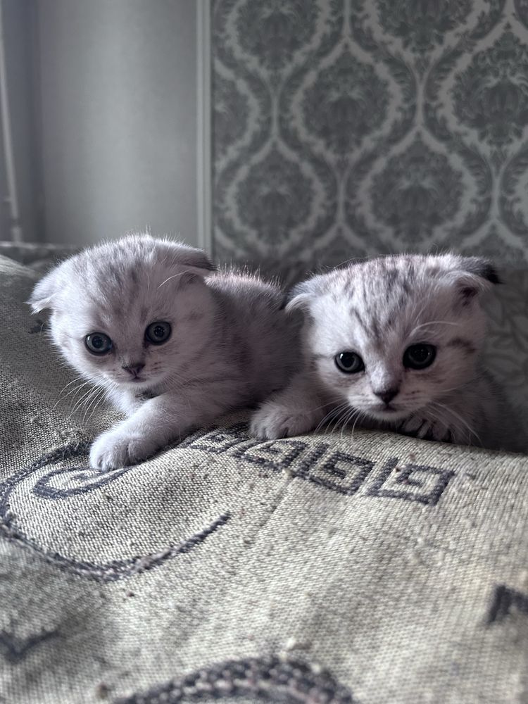 Продам Вислухих британцев короткошорстнных