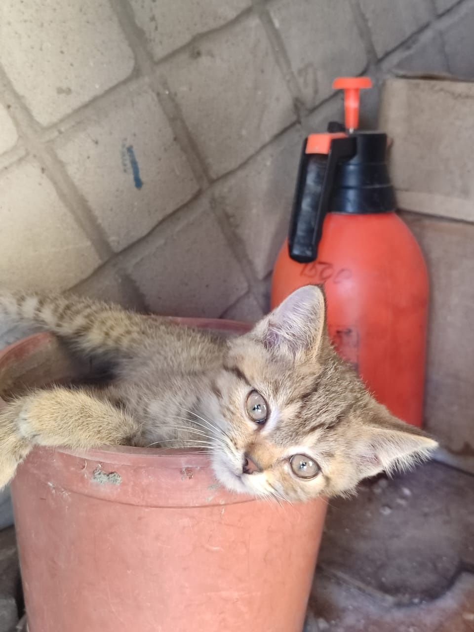 Отдам котят в хорошие руки