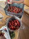 Срочно продам домашнюю клубнику