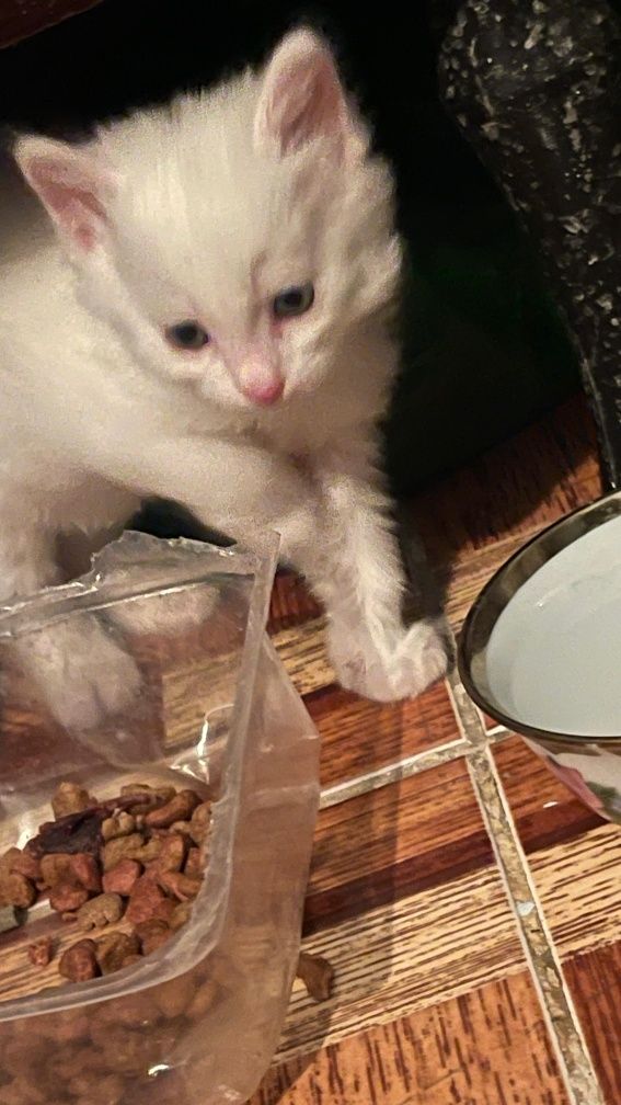 Котята  домашние
