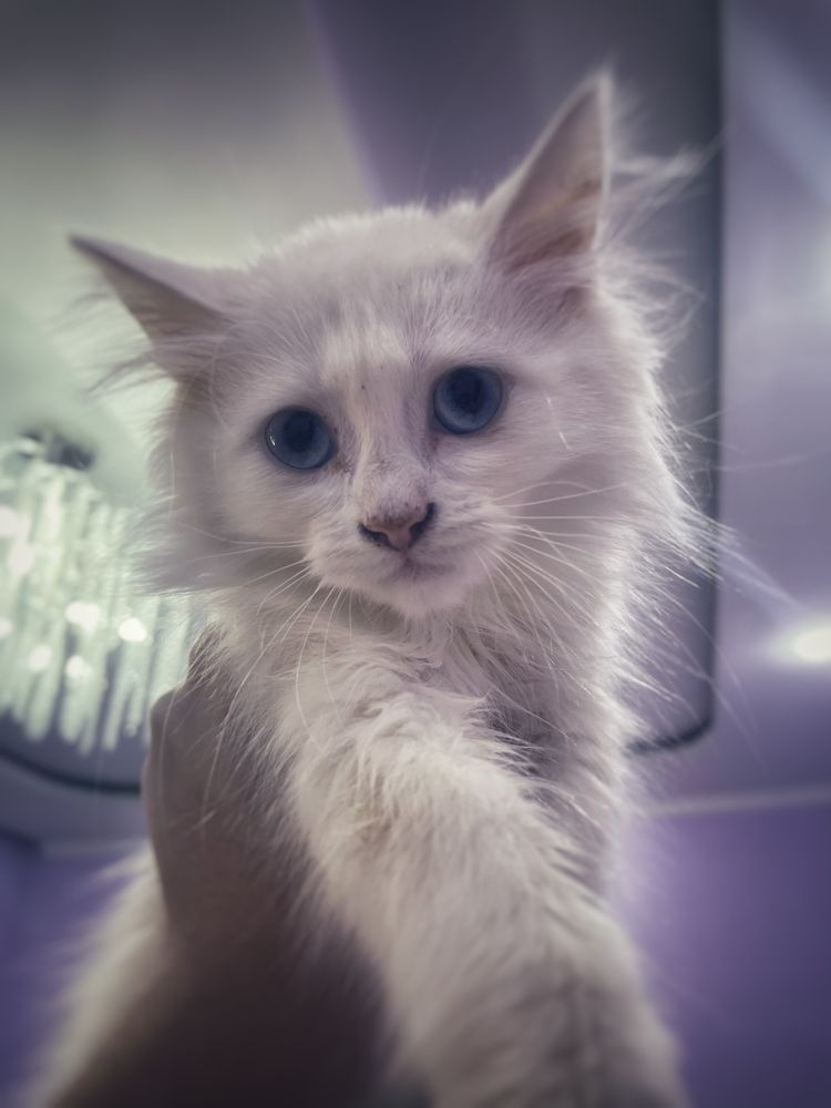Снежный котенок (Мейнкун)
