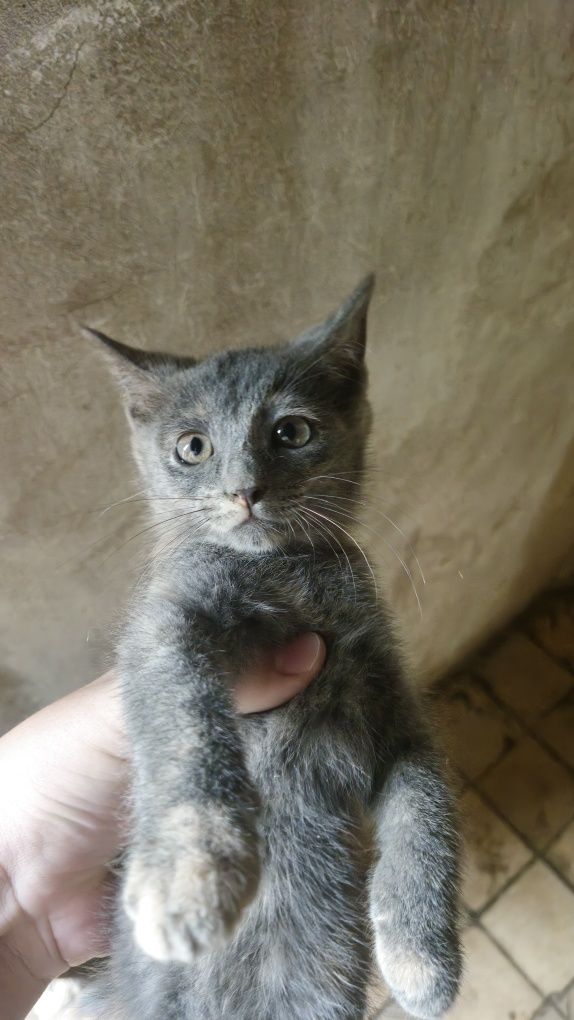 Даётся маленькая кошка