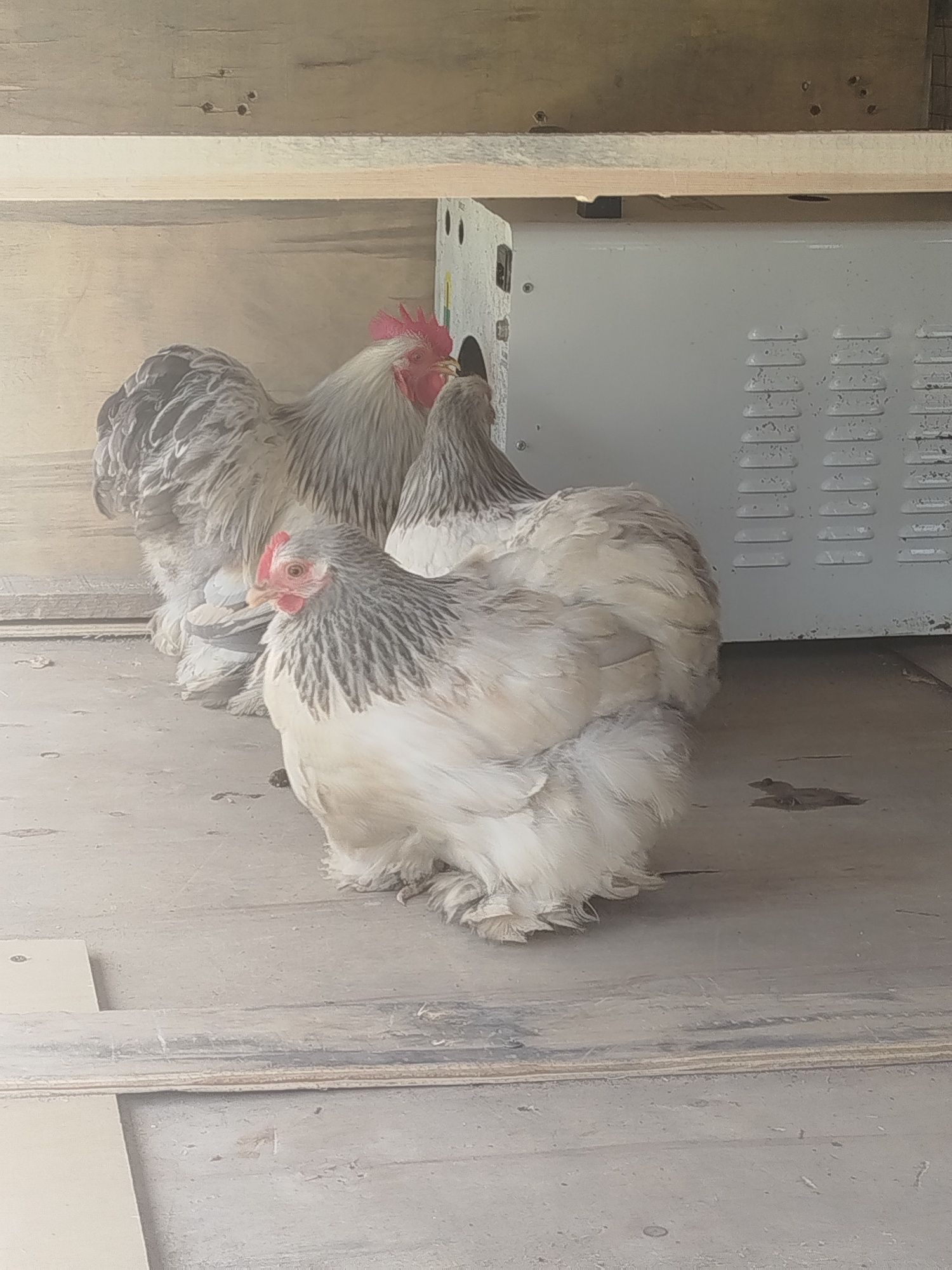 Кохинхин карликовый продам