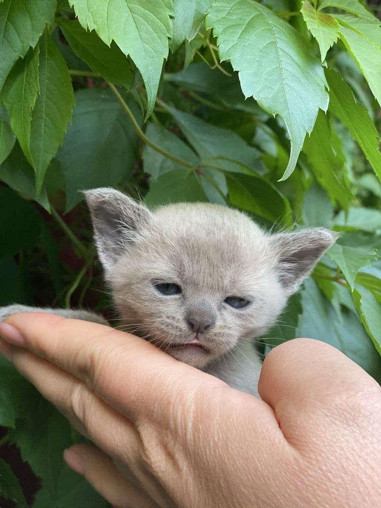 Бурманские котята