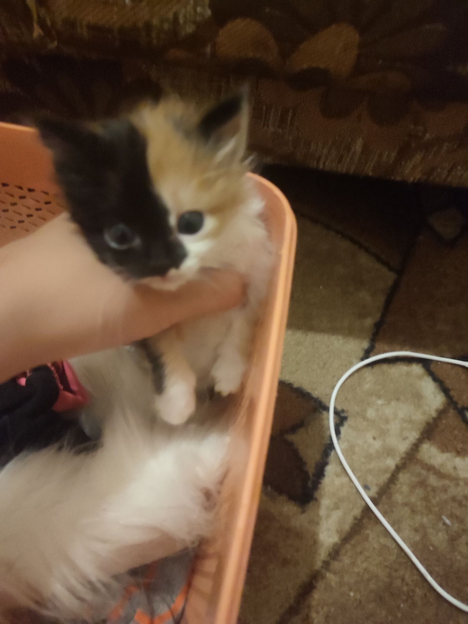 Отдаю котенка, в хорошие руки