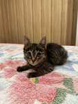 Котенок в хорошие руки