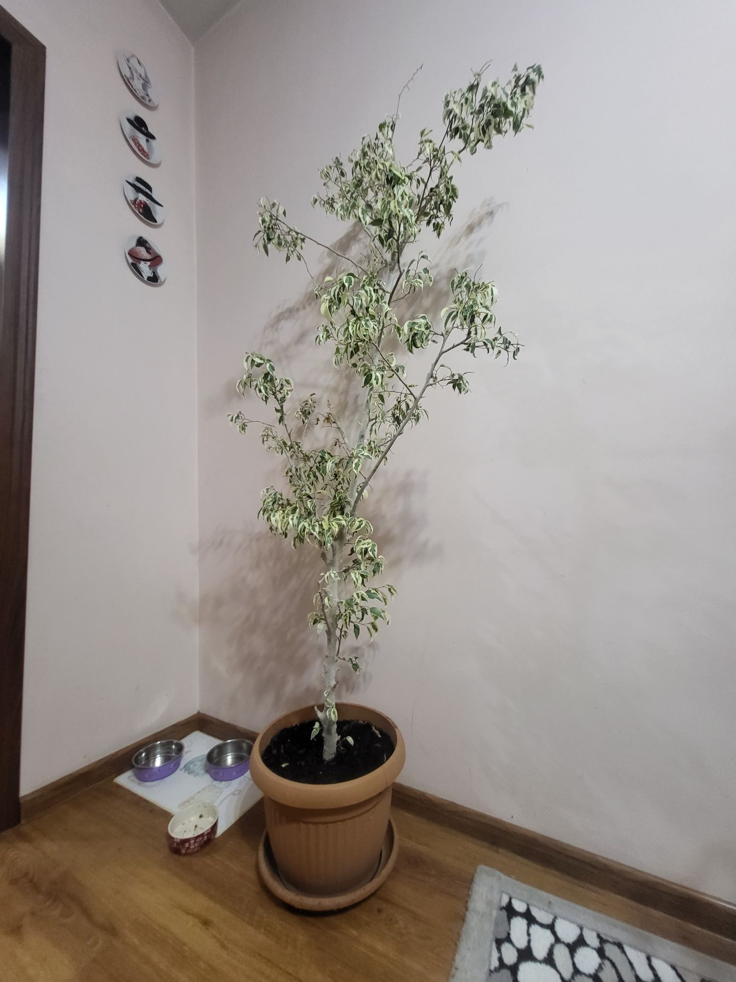 Фикус Бенждамина продам
