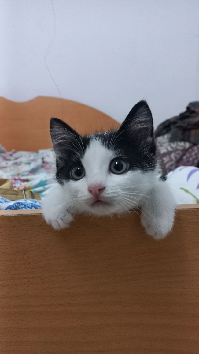 Дарим котёнка в добрые руки