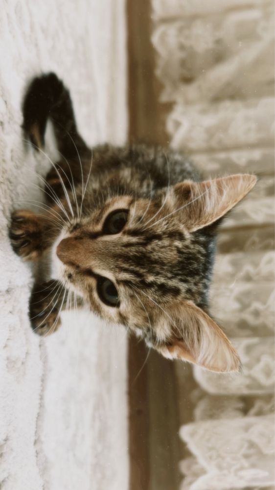 Кошка ,ул,оте сабырлы жаксы адамдар алса екен димын