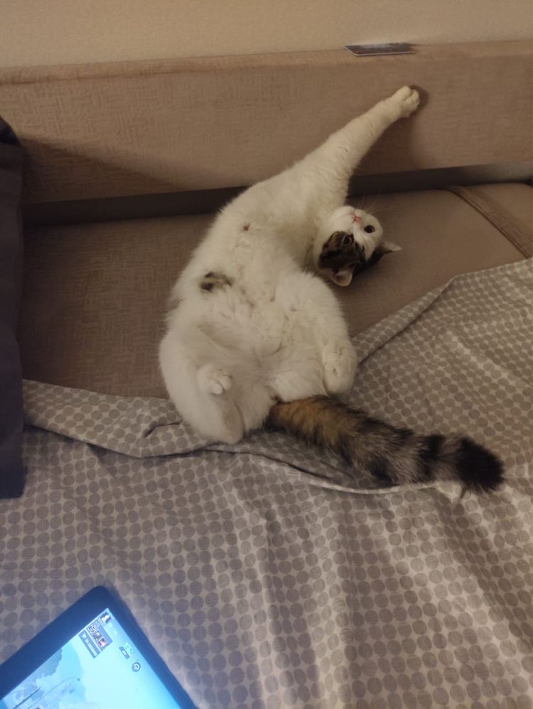 Отдам в хорошые руки кошку