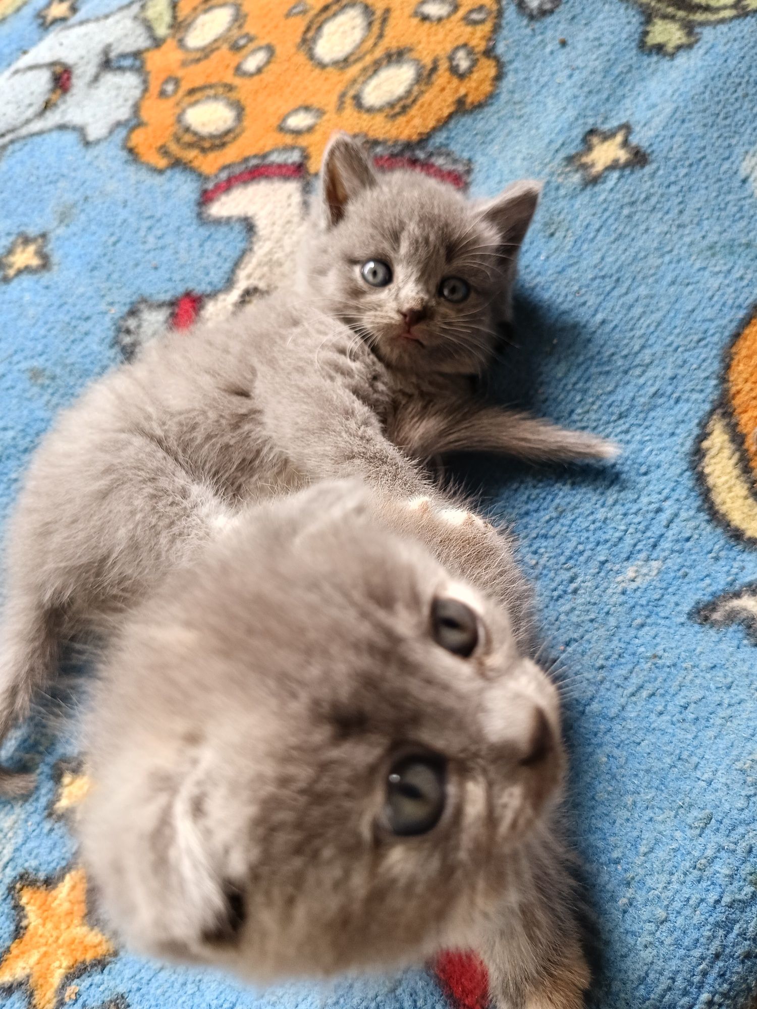 Котята британцы девочки