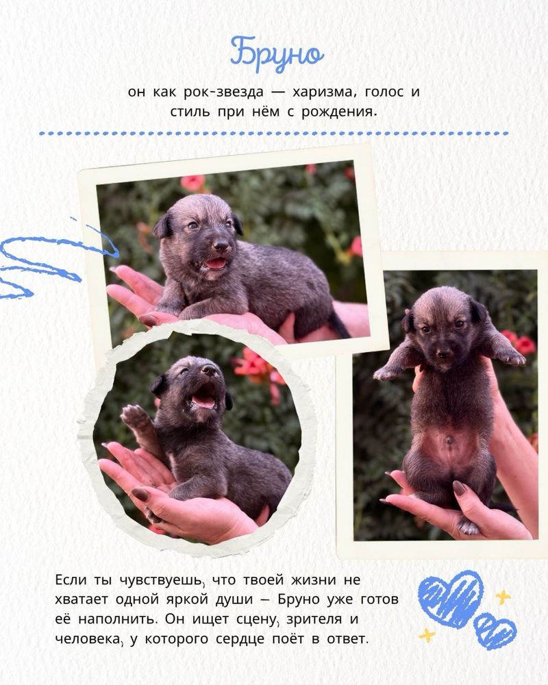 Щенки БЕСПЛАТНО в городе Алматы