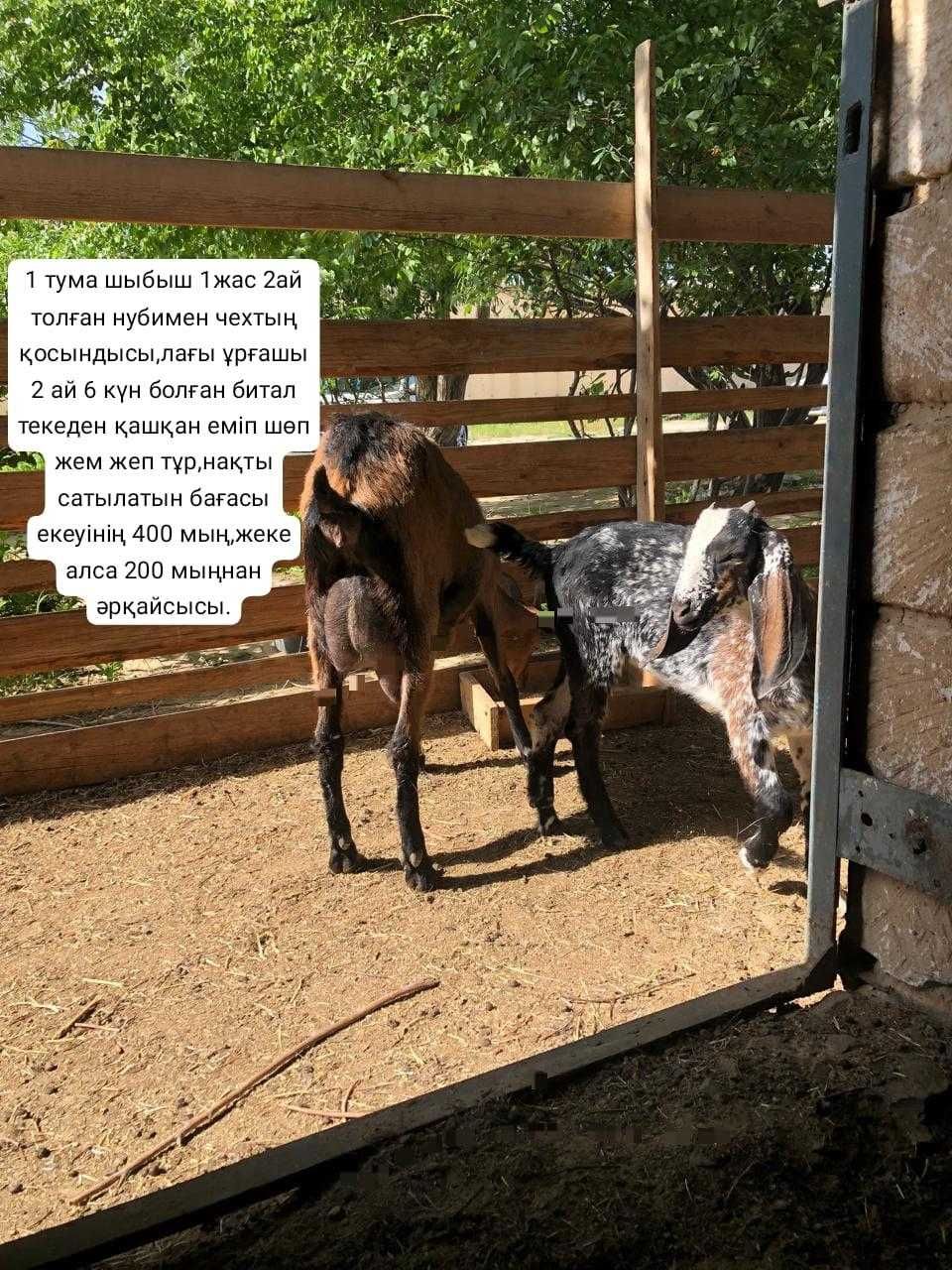 Асыл тұқымды ешкі