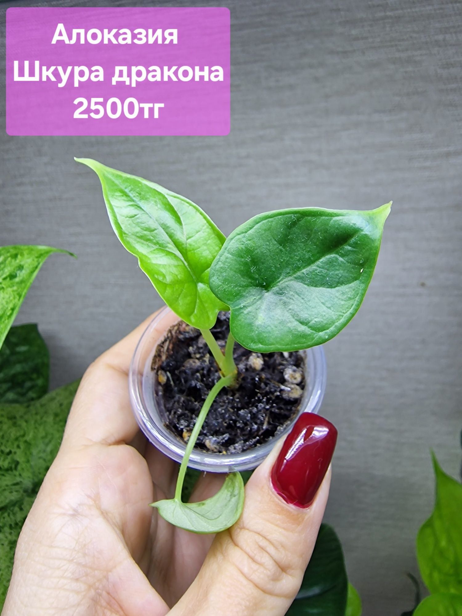 Продам комнатные растения