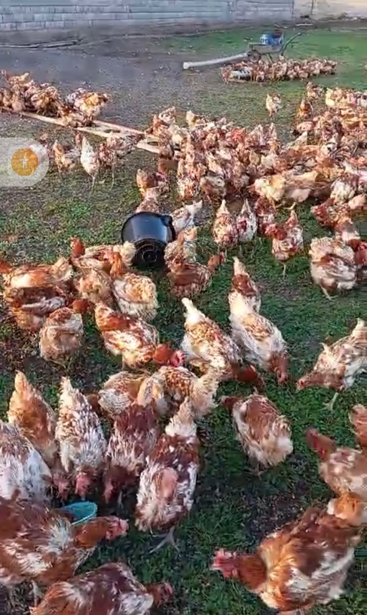 Продам куры не сушка 1200