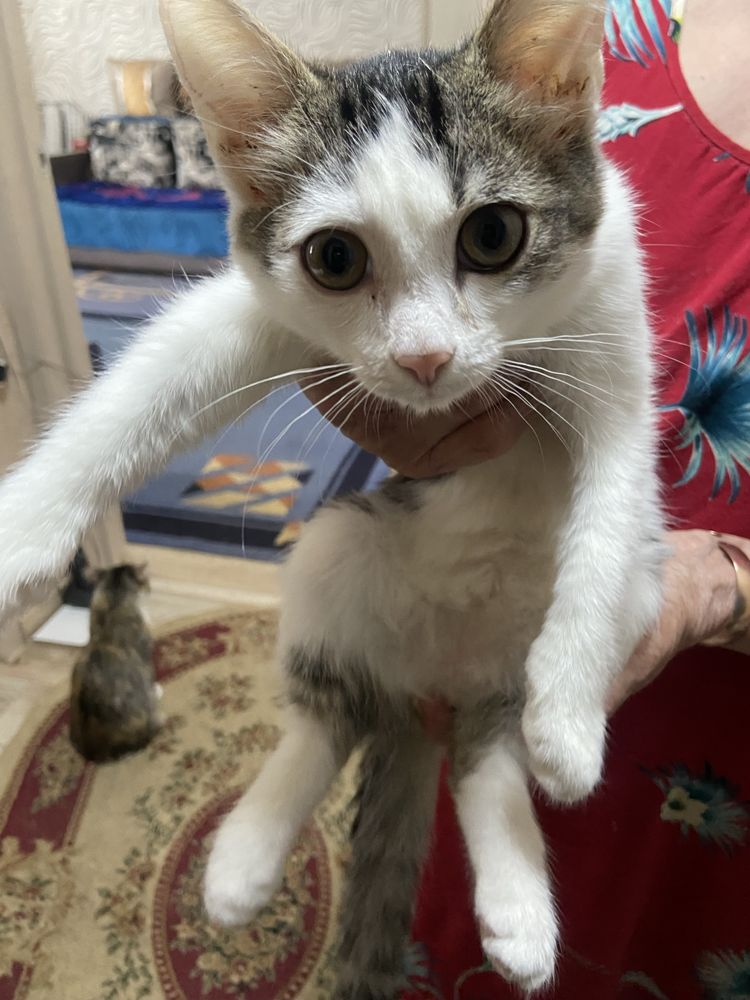 Отдам котёнка в добрые руки