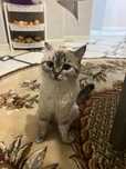 Кошка шотландская скоттиш страйт