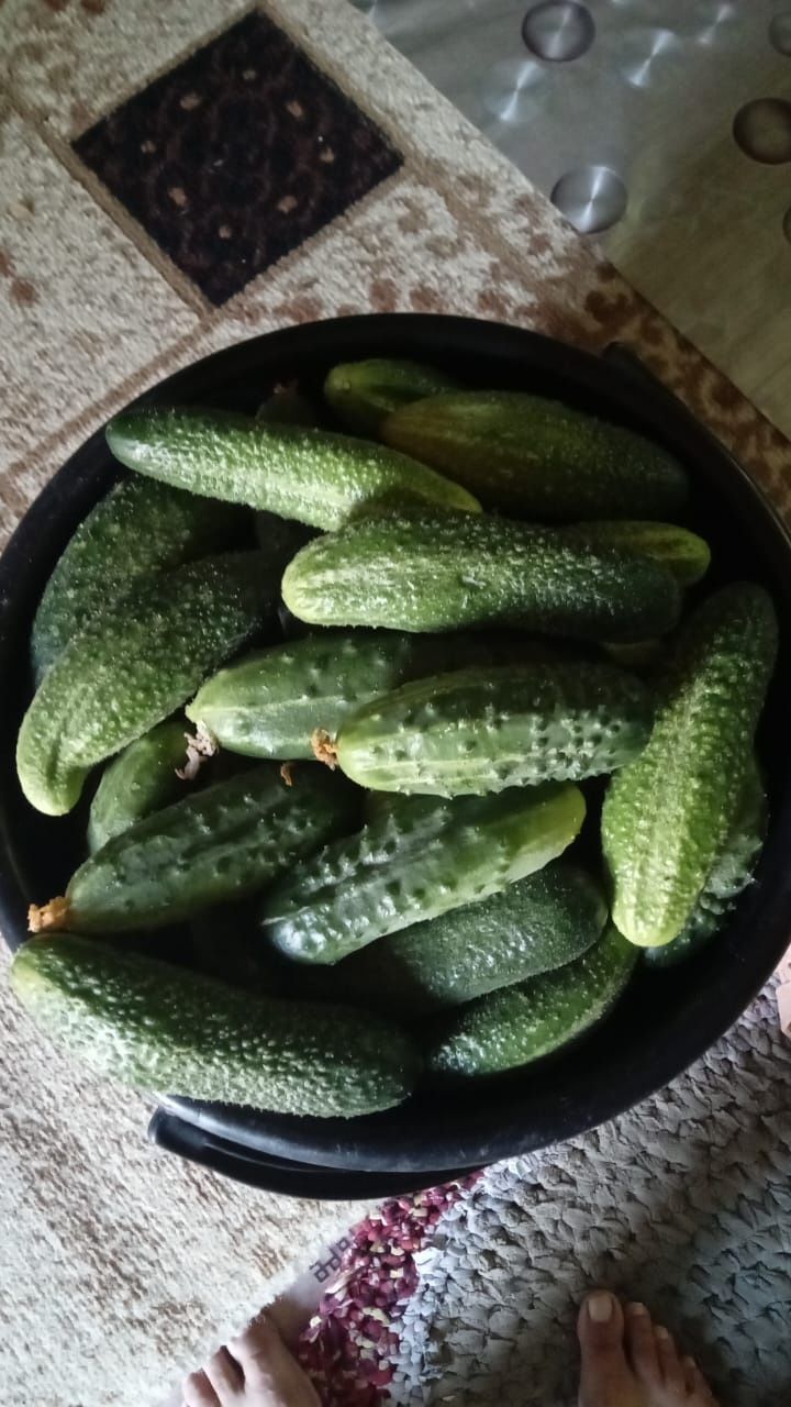 Продам   огурцы.