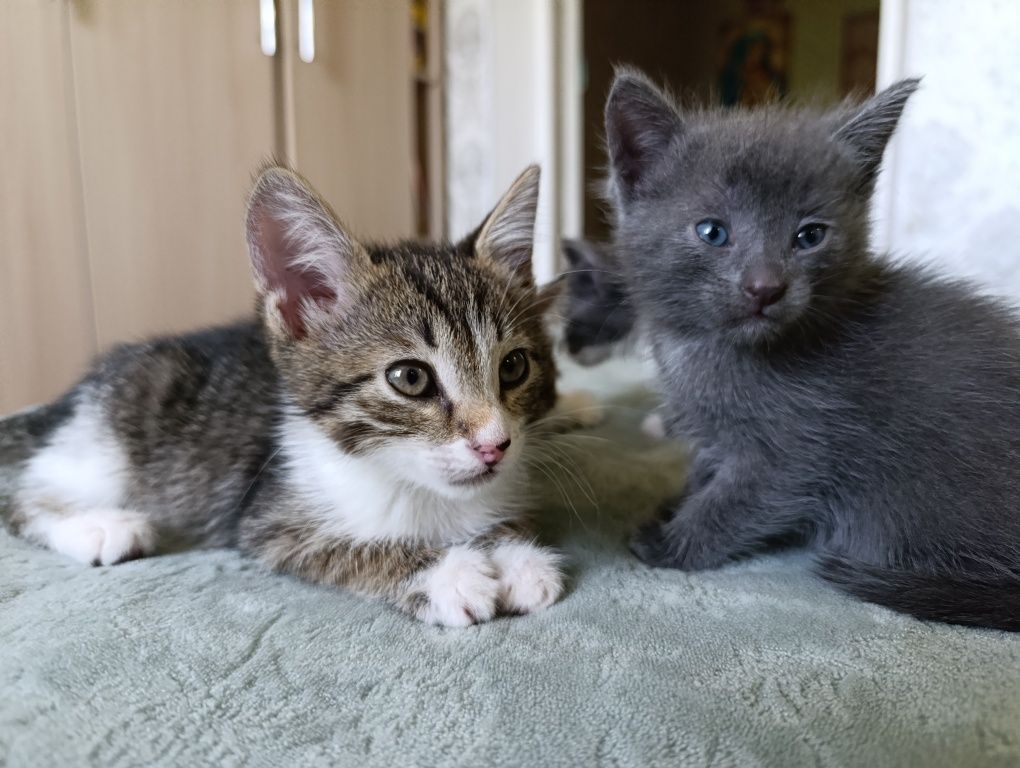 Маленький котенок ищет себе дом!