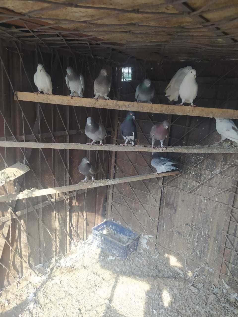 Срочно продаю голубей